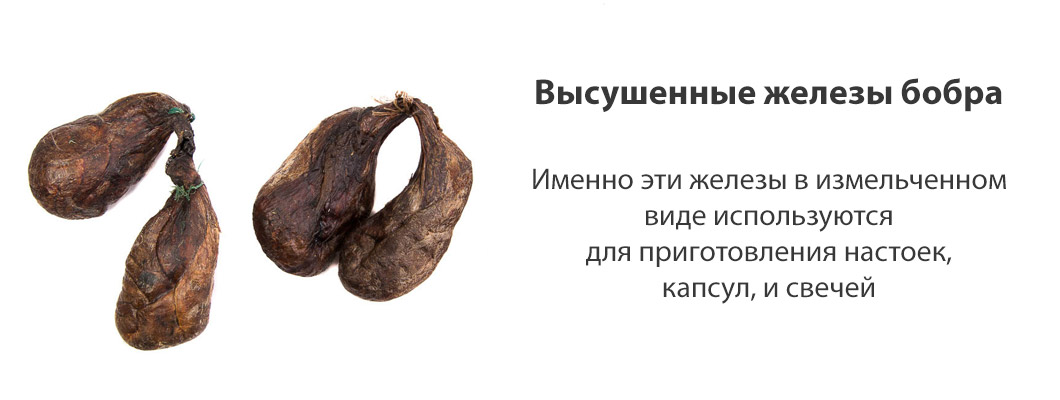 Сухие железы бобра Сухие железы бобра